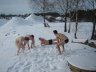Opetetaan kavereita suomalaisille tavoille